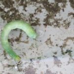 青虫には登る習性、泳ぐ技